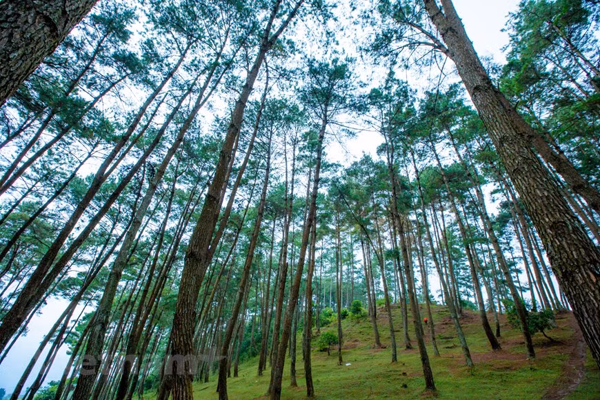 Perderse en el bosque de pinos de Yen Minh - Pradera en la meseta rocosa de Ha Giang ảnh 9