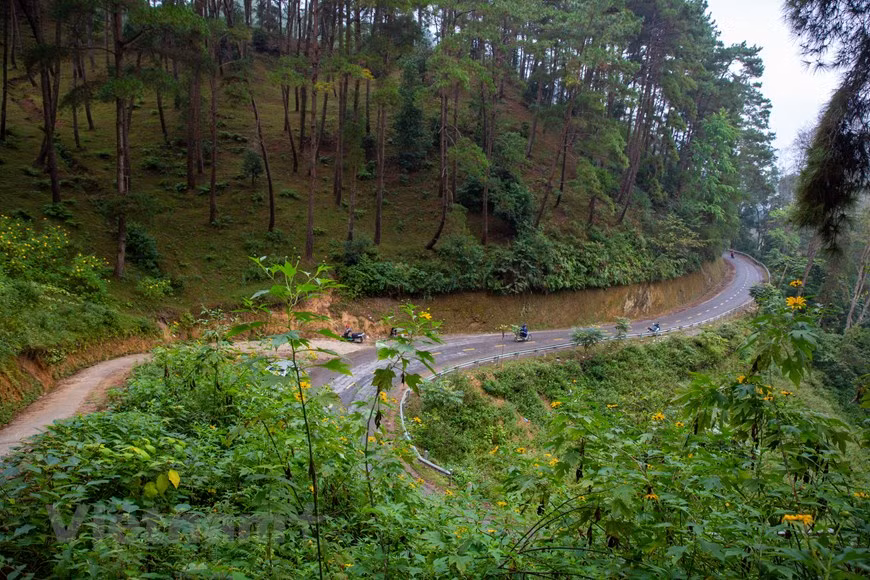 Perderse en el bosque de pinos de Yen Minh - Pradera en la meseta rocosa de Ha Giang ảnh 4