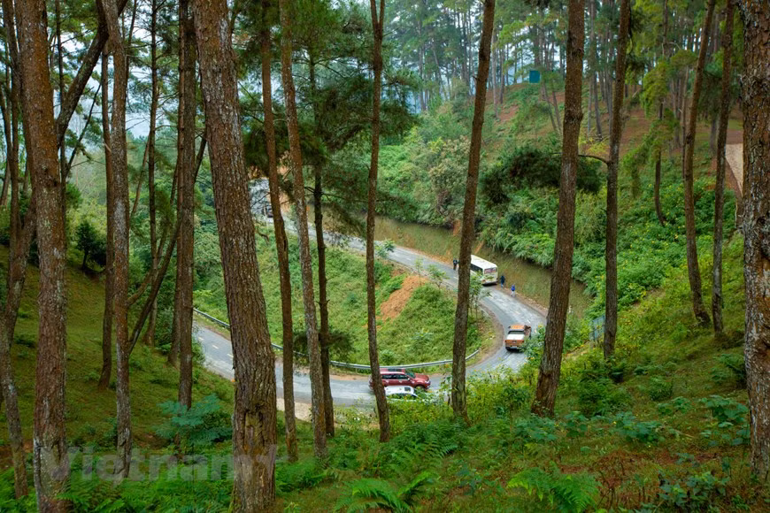 Perderse en el bosque de pinos de Yen Minh - Pradera en la meseta rocosa de Ha Giang ảnh 6