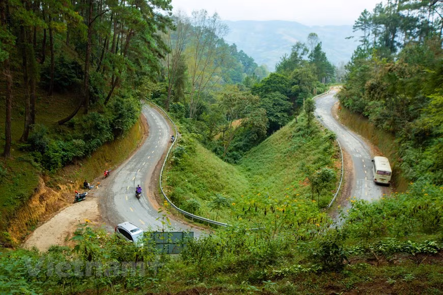 Perderse en el bosque de pinos de Yen Minh - Pradera en la meseta rocosa de Ha Giang ảnh 3