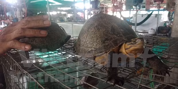 Comercio ilegal de animales salvajes en Vietnam ảnh 2