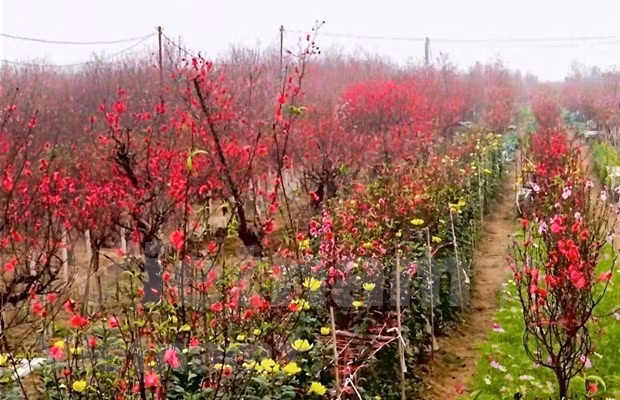 Aceleran en Vietnam venta de flores de melocotón con motivo del Tet ảnh 1