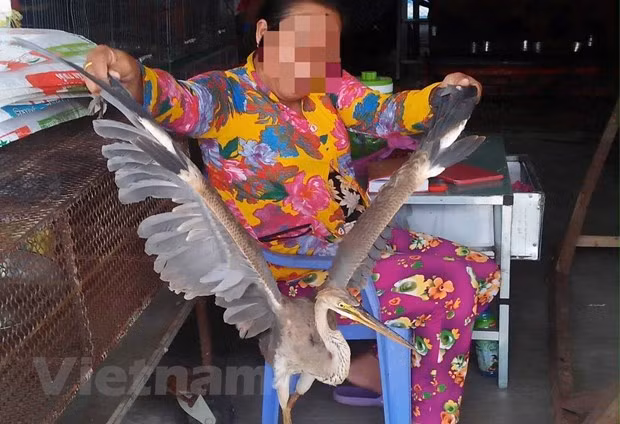 Comercio ilegal de animales salvajes en Vietnam ảnh 1