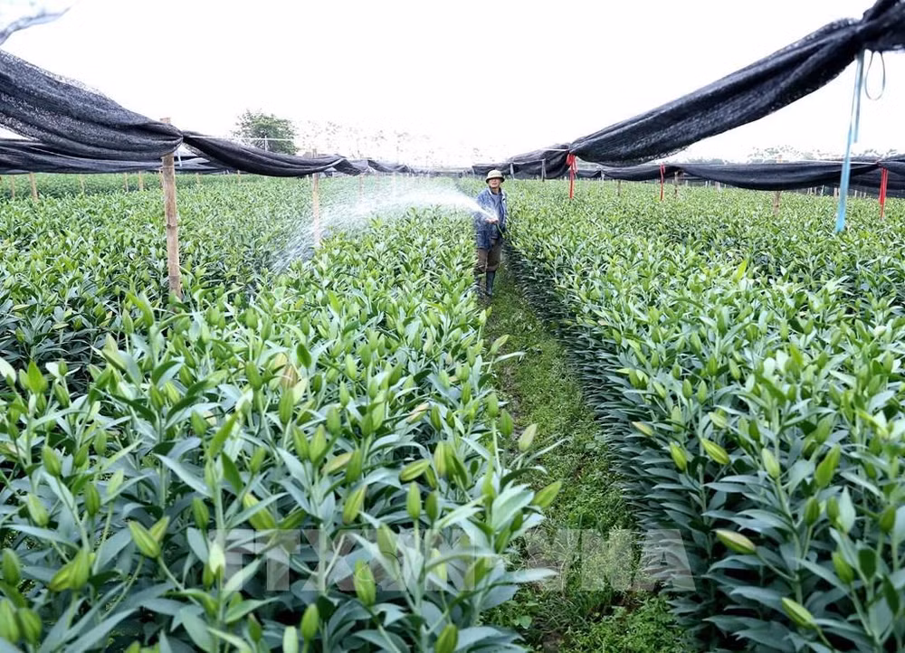 Hanoi impulsa la reestructuración del sector agrícola ảnh 2 Hanoi impulsa la reestructuración del sector agrícola ảnh 2