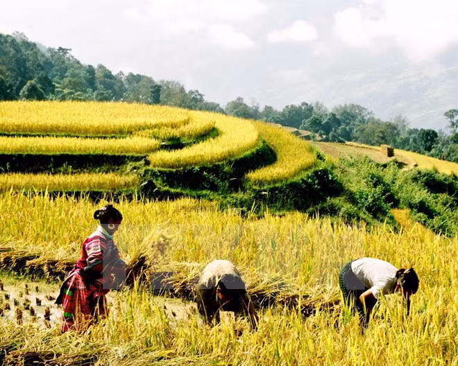 Comienza Semana de Cultura y Turismo de Terrazas de Hoang Su Phi ảnh 1