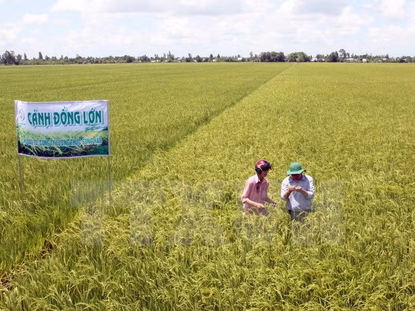 Vietnam busca promover exportaciones agrícolas a China ảnh 1