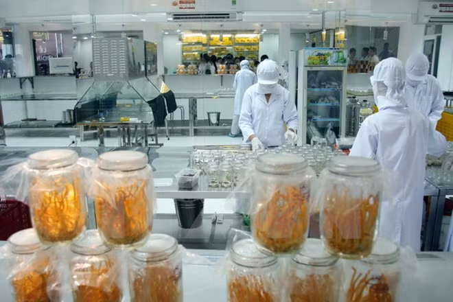 Vietnam presenta proceso de producción de hongo medicinal ảnh 1 Vietnam presenta proceso de producción de hongo medicinal ảnh 1