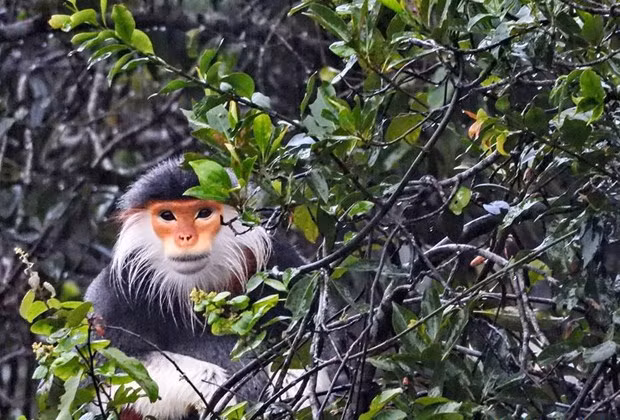 Liberan a primate en peligro de extinción a su hábitat natural en provincia vietnamita ảnh 1