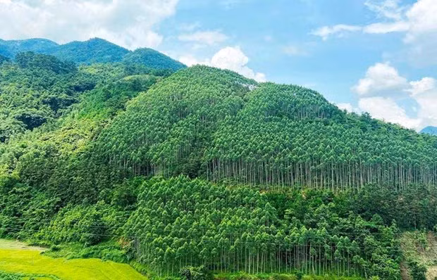 Vietnam determina desarrollar el valor de usos múltiples del ecosistema forestal ảnh 1