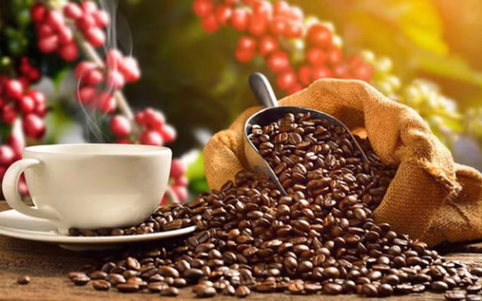 Exportaciones vietnamitas de café podrían alcanzar nuevo récord ảnh 1 Exportaciones vietnamitas de café podrían alcanzar nuevo récord ảnh 1