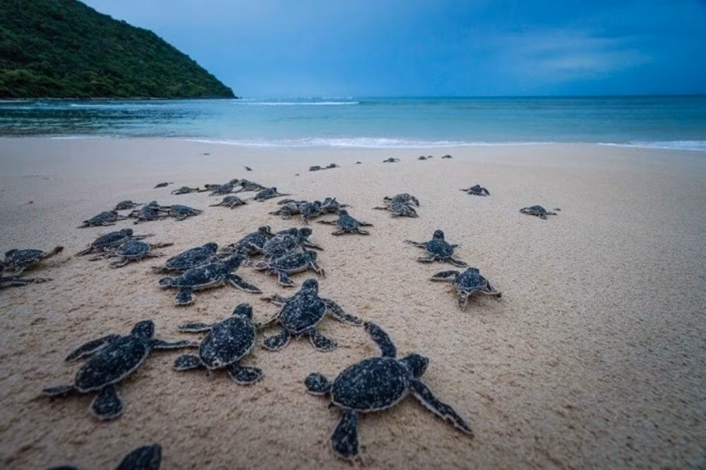 Nueva película vietnamita llama a proteger tortugas marinas ảnh 1