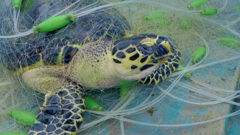 Nueva película vietnamita llama a proteger tortugas marinas ảnh 2