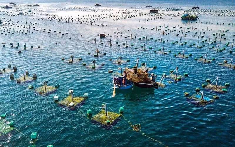 Vietnam y Noruega impulsan la cooperación en la maricultura ảnh 2 Vietnam y Noruega impulsan la cooperación en la maricultura ảnh 2