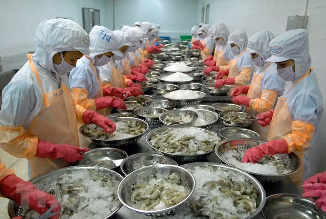 EE.UU. aplicará vigilancia a exportaciones vietnamitas de camarón y oreja de mar ảnh 1