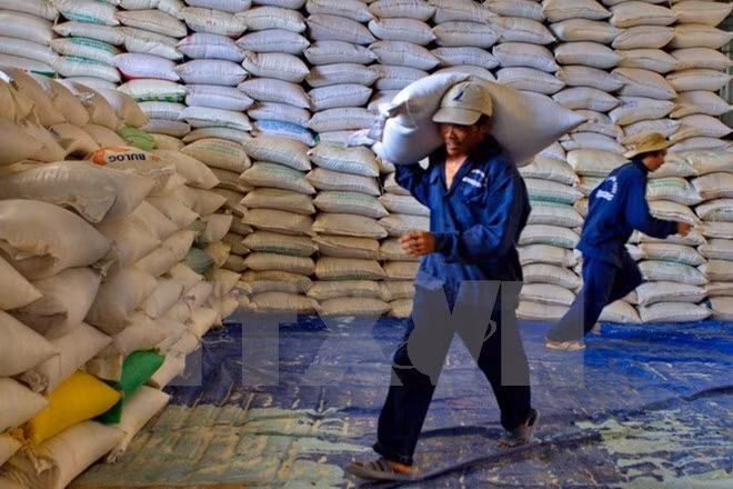 Egipto comprará un millón de toneladas de arroz a Vietnam antes de finalizar este año ảnh 1