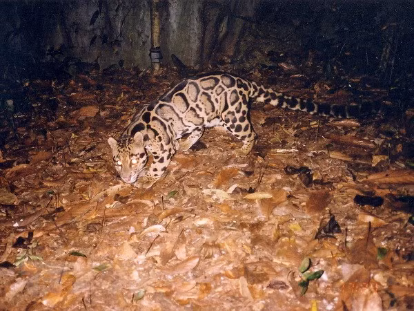 Vietnam fomenta cooperación internacional en preservación de vida silvestre en peligro de extinción ảnh 1