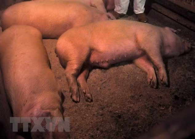 Epidemia de peste porcina africana en China puede cruzar frontera ảnh 1