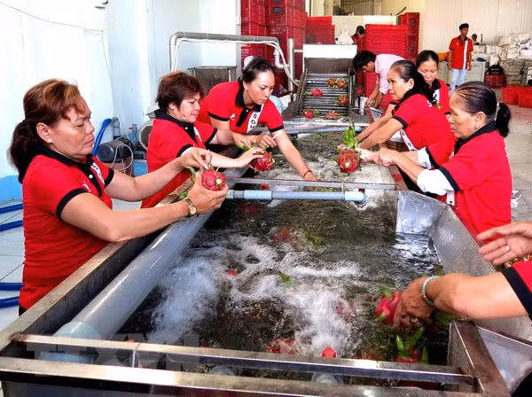 Can Tho promueve el espíritu emprendedor entre los agricultores ảnh 1