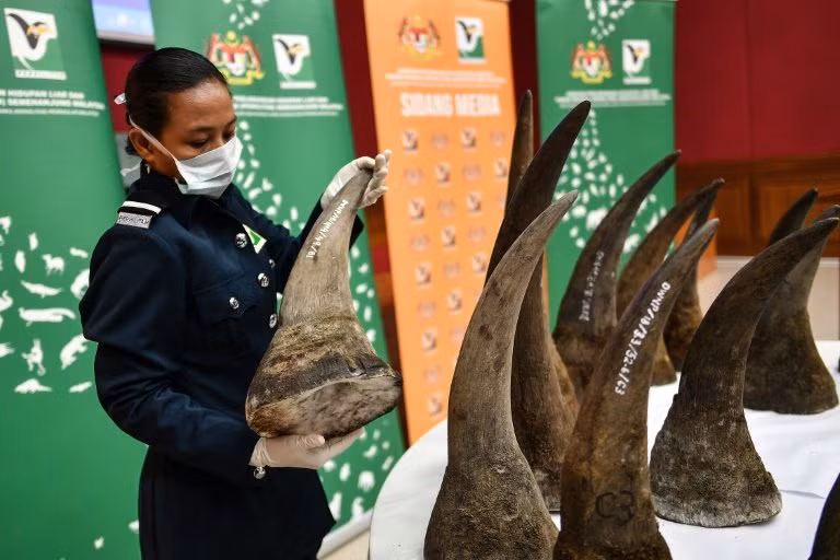 Confiscan en Malasia mayor cantidad de cuernos de rinoceronte ảnh 1