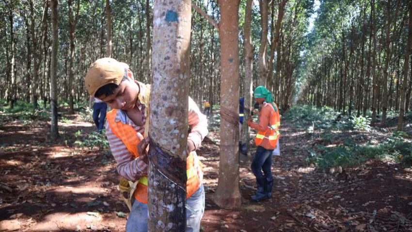 Camboya exportó más de 100 mil toneladas de caucho en primeros siete meses de 2018 ảnh 1