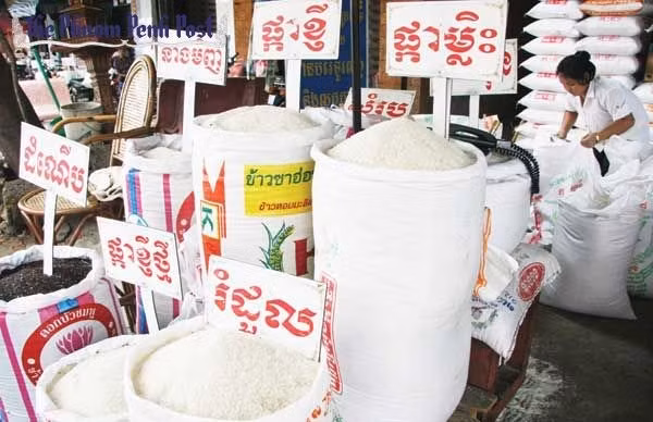 Camboya registra merma en exportación arrocera en lo que va de año ảnh 1 Camboya registra merma en exportación arrocera en lo que va de año ảnh 1