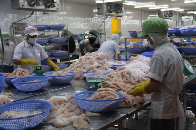 Exportación de pescado Tra vietnamita supera los mil millones de dólares en siste meses ảnh 1