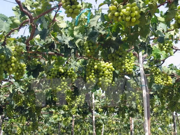 Inauguran Festival de uva, vino y gastronomía en Ninh Thuan ảnh 1
