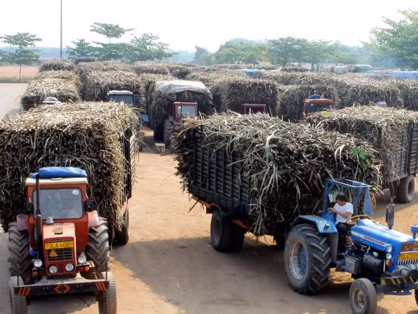 Tailandia revisa su política de producción y distribución de azúcar ảnh 1