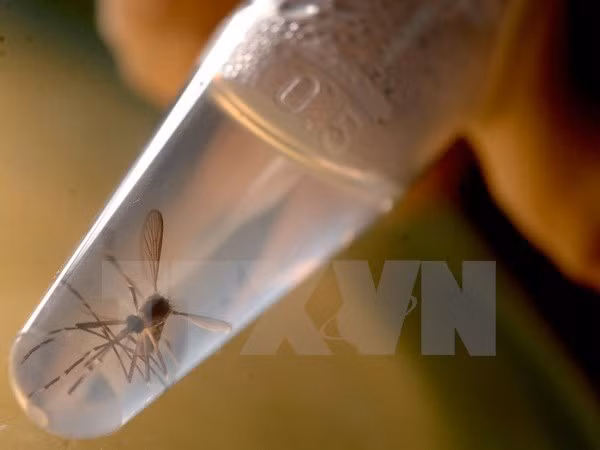 Ministros de Salud de ASEAN discuten contramedidas de Zika ảnh 1 Ministros de Salud de ASEAN discuten contramedidas de Zika ảnh 1