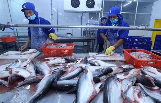 China sigue siendo mayor importador de pangasius vietnamita en 2022 ảnh 1 China sigue siendo mayor importador de pangasius vietnamita en 2022 ảnh 1