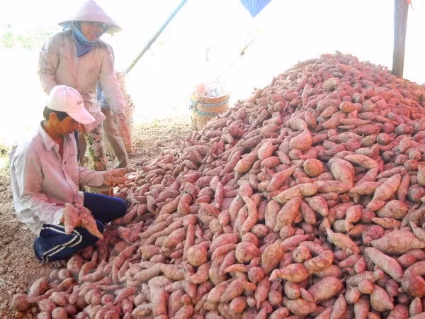 Batatas y nidos de golondrinas vietnamitas se exportan oficialmente a China ảnh 1