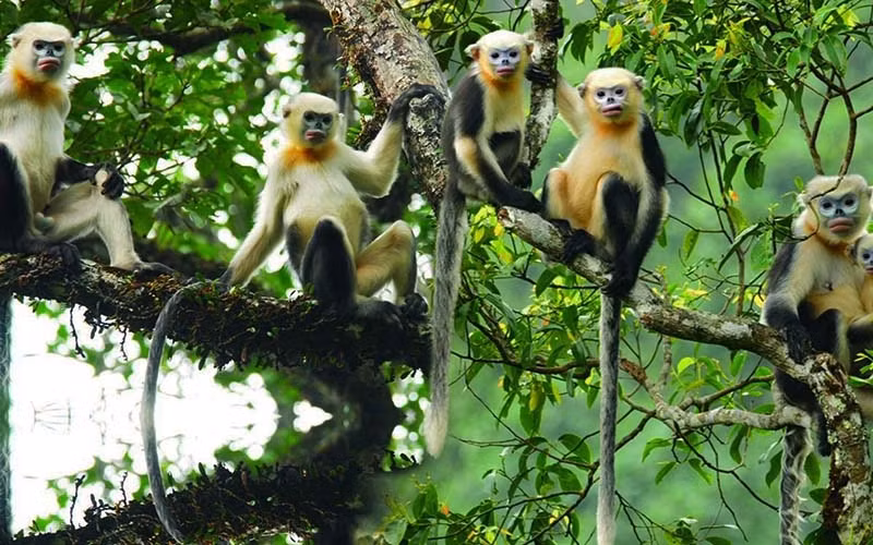 Aumentan conciencia sobre preservación de langur de nariz chata en Vietnam ảnh 2