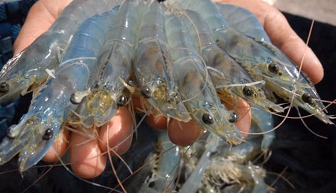Australia aumenta importación de camarones vietnamitas ảnh 1