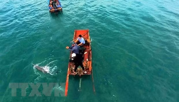 Rescatan delfín varado en el distrito costero vietnamita ảnh 1
