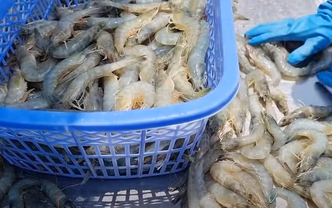 Vietnam entre mayores proveedores de productos acuáticos de Estados Unidos ảnh 2