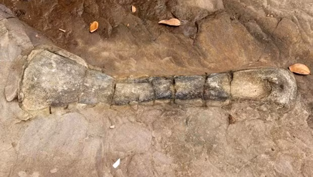 Fósil de dinosaurio encontrado en Camboya ảnh 1 Fósil de dinosaurio encontrado en Camboya ảnh 1
