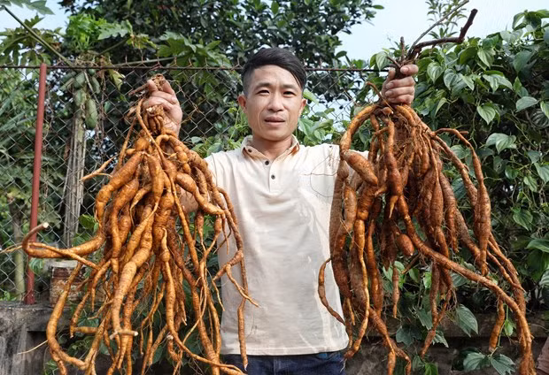 Bac Giang fortalece productos agrícolas típicos y de fortaleza ảnh 2