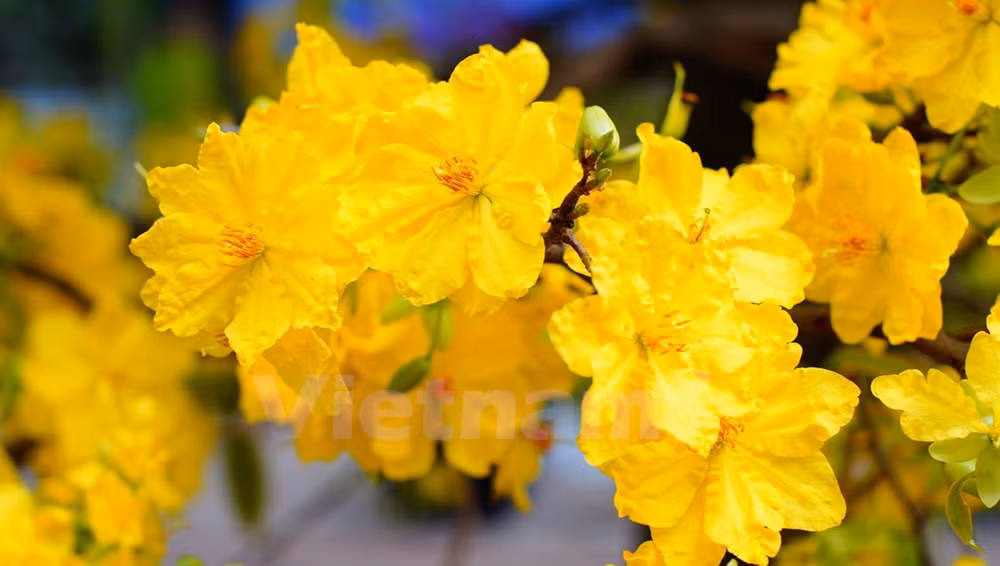 Efectúan Festival de Flores en Ciudad Ho Chi Minh ảnh 2 Efectúan Festival de Flores en Ciudad Ho Chi Minh ảnh 2
