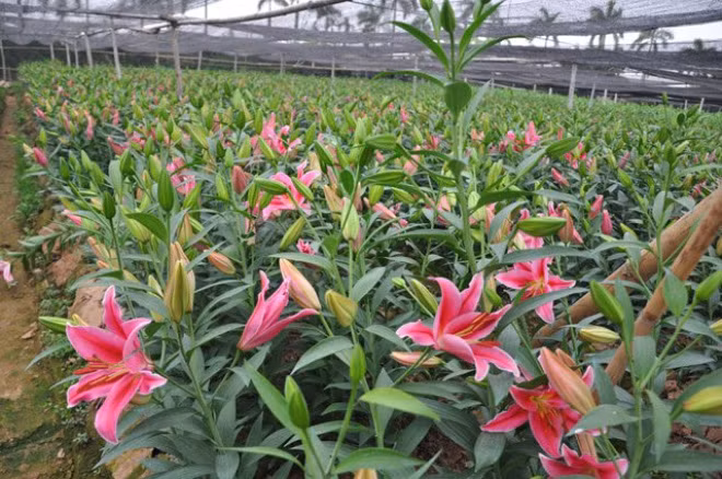 Aldea de floricultura de Tay Tuu en vísperas del Tet ảnh 1 Aldea de floricultura de Tay Tuu en vísperas del Tet ảnh 1