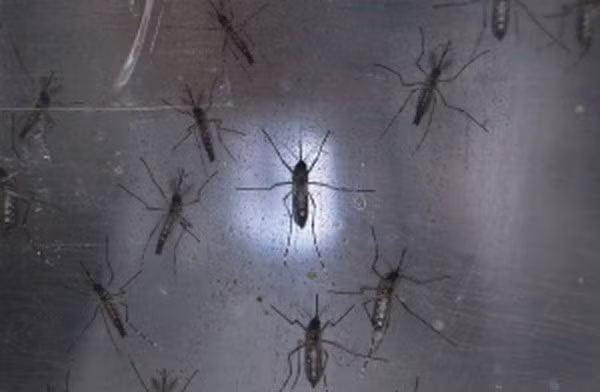 Indonesia orienta a sus ciudadanos evitar viajes a zonas infectadas por Zika ảnh 1 Indonesia orienta a sus ciudadanos evitar viajes a zonas infectadas por Zika ảnh 1