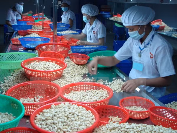 Exportaciones vietnamitas de anacardo crecen en enero ảnh 1