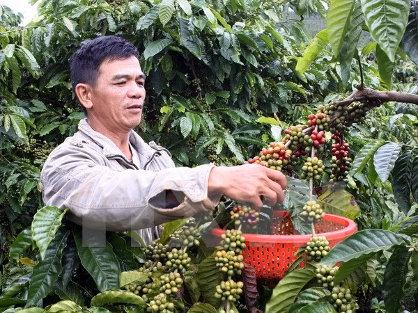 Robustecen Vietnam e India comercio agrícola ảnh 1