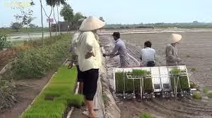 Impulsan mecanización en la producción de arroz en Hanoi ảnh 1 Impulsan mecanización en la producción de arroz en Hanoi ảnh 1