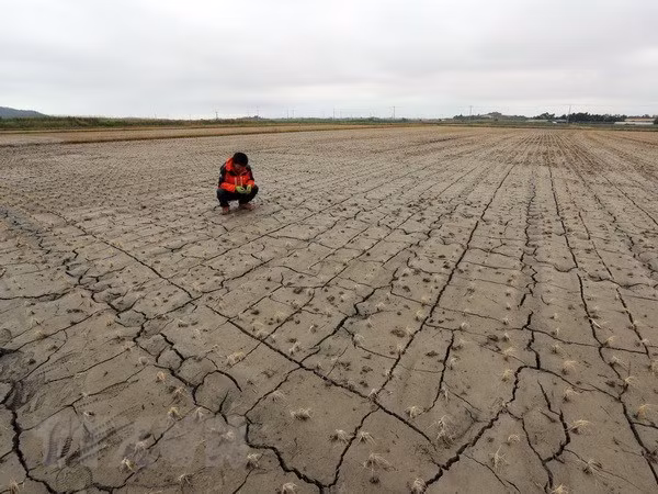 Vietnam responde al Día Mundial de Lucha contra la Desertificación y la Sequía ảnh 1