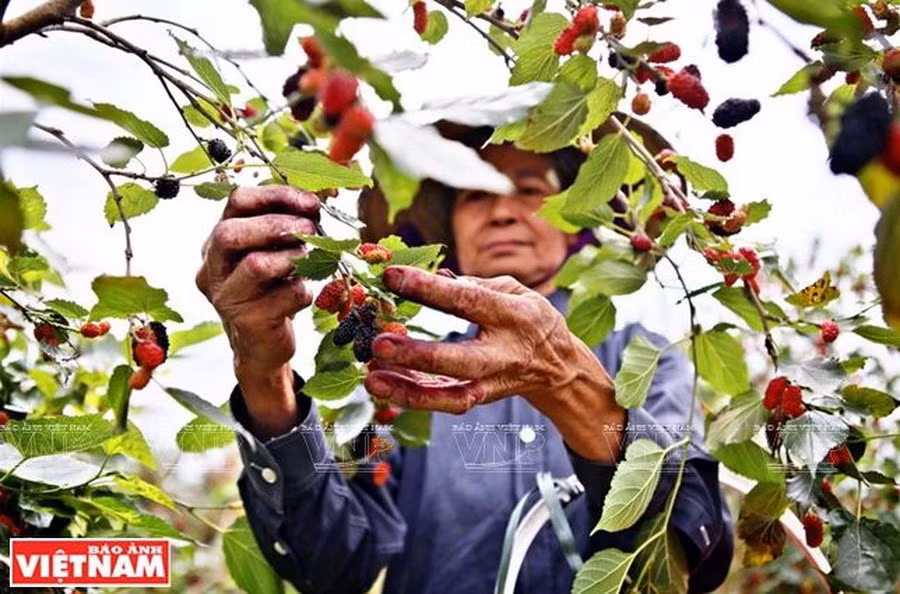 Exportaciones de frutas y verduras de Vietnam registran crecimiento récord ảnh 1 Exportaciones de frutas y verduras de Vietnam registran crecimiento récord ảnh 1