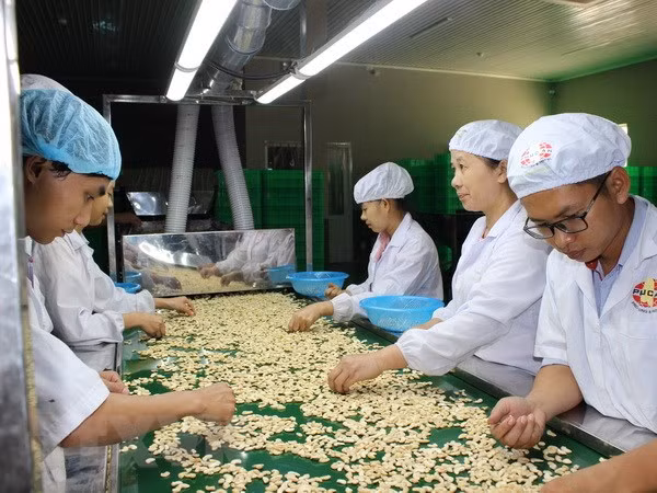 Sobrepasa los mil millones dólares la exportación vietnamita de anacardo ảnh 1 Sobrepasa los mil millones dólares la exportación vietnamita de anacardo ảnh 1