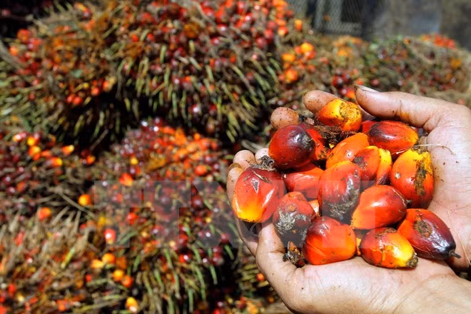 Unión Europea suspende prohibición de importación de aceite de palma crudo de Indonesia ảnh 1