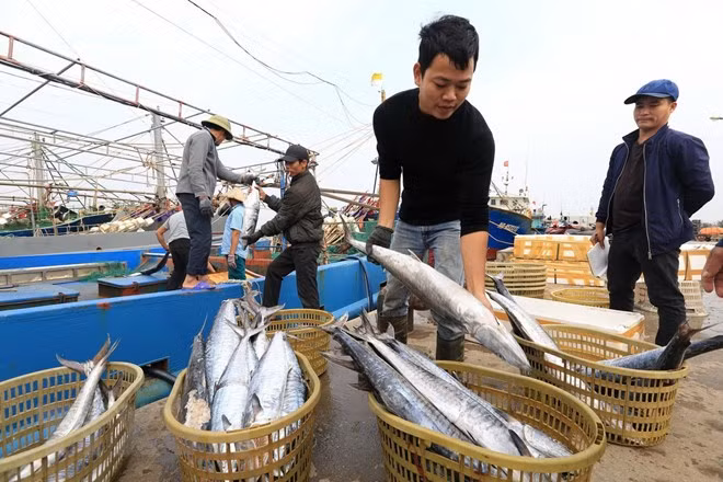 Vietnam aumenta producción pesquera en primeros cinco meses de este año ảnh 1 Vietnam aumenta producción pesquera en primeros cinco meses de este año ảnh 1