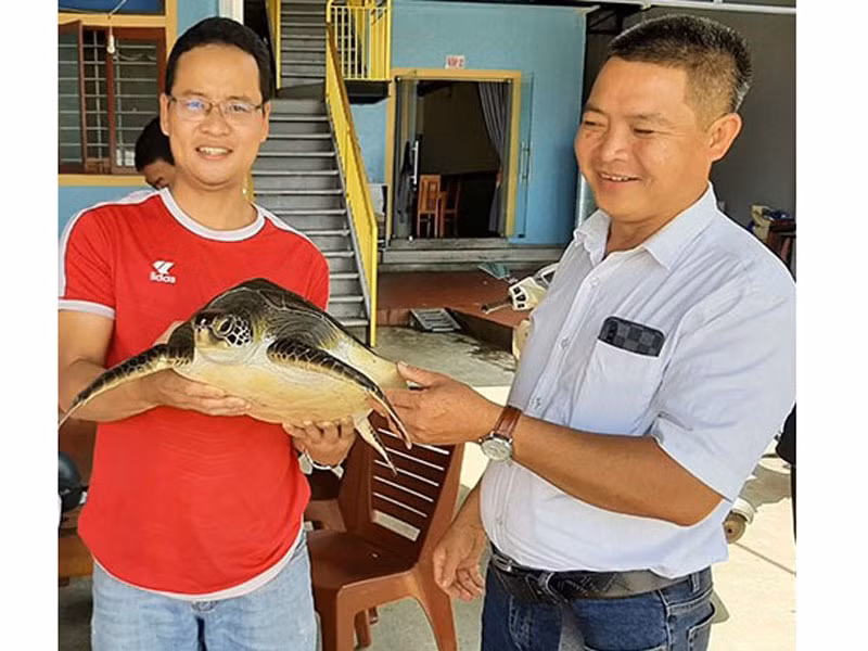 Devuelven en Vietnam rara tortuga a su hábitat natural ảnh 1