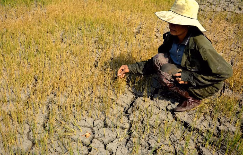 Promueven igualdad de género en políticas de respuesta al cambio climático en Vietnam ảnh 1
